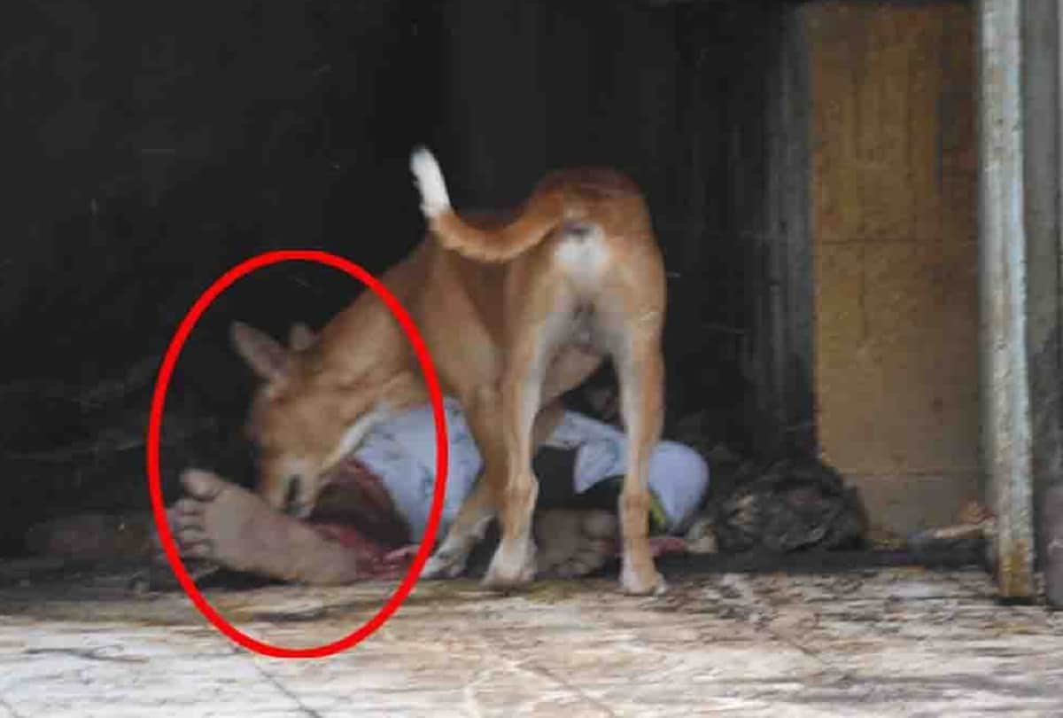 stray dog ran from the operation theater with the cut leg of patient in government hospital