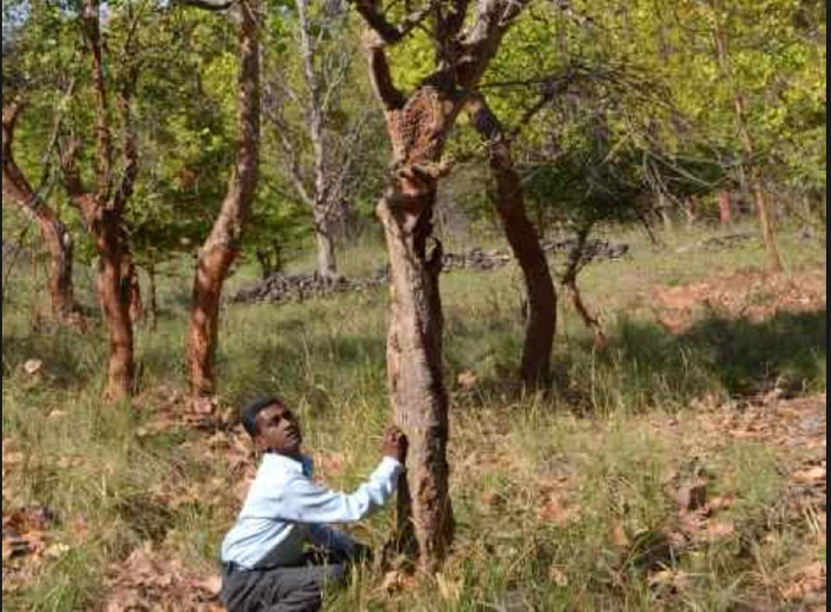tree laugh when someone tickle