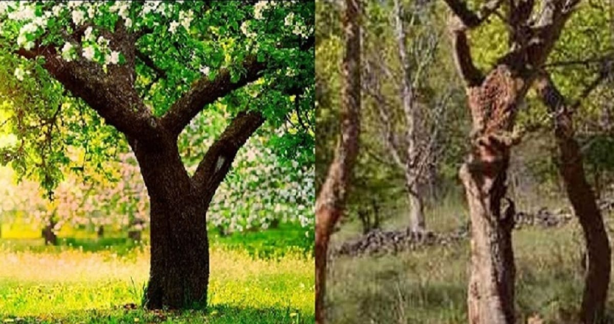 tree laugh when someone tickle