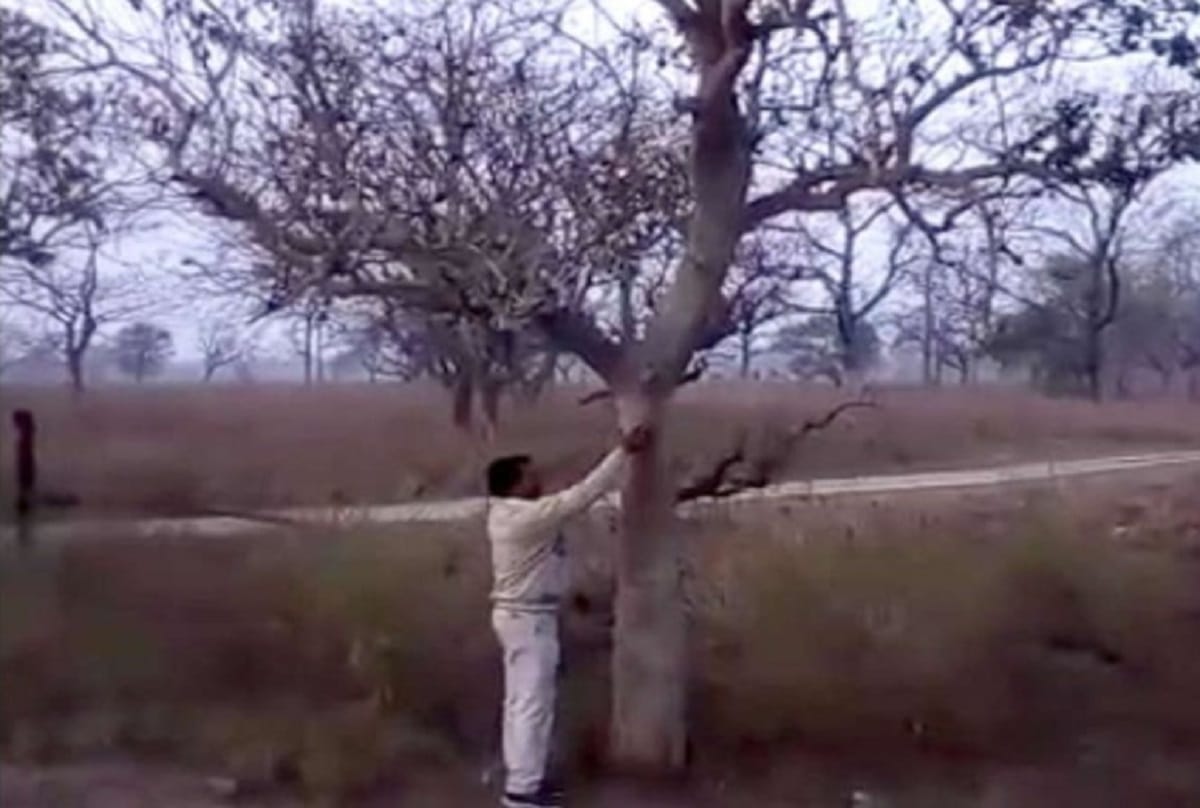 tree laugh when someone tickle