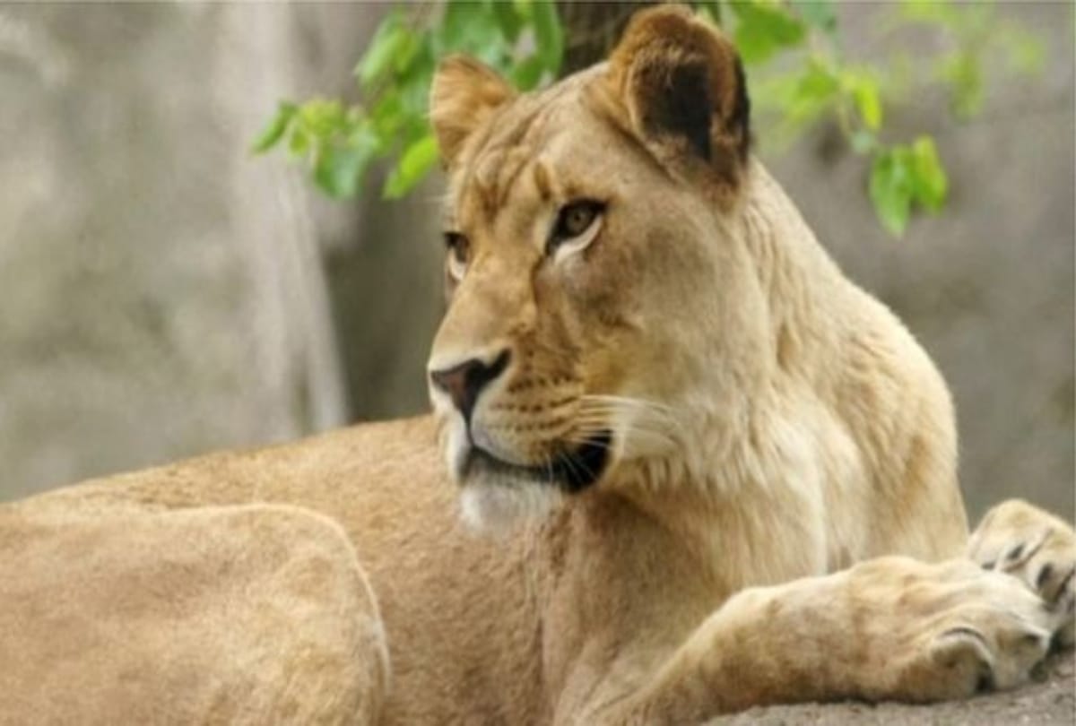 Gir Lioness found dead in Gujarat