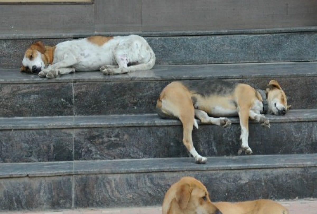 ranchi girl feeds stray dogs last one year in her city