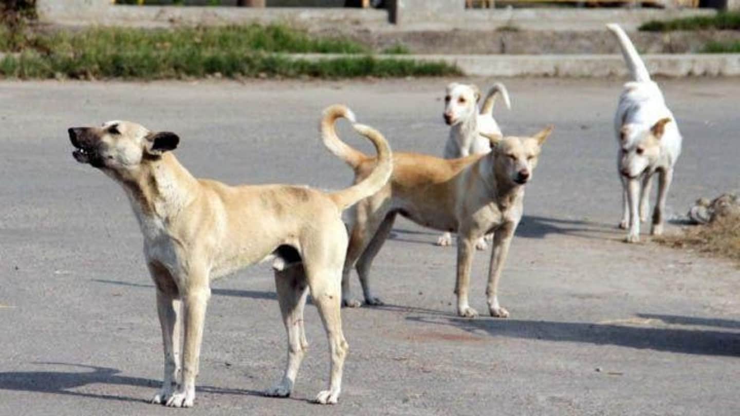 Women's Day 2019, Indian Army Soldier Wife Reshamjeet Kaur Working for Stray Dogs, Success Story