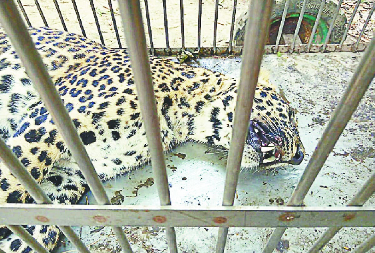 Leopard death in Baghpat and see photos