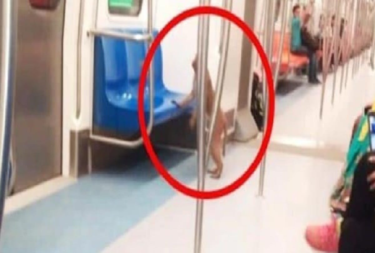 monkey reach okhla from botanical garden in metro