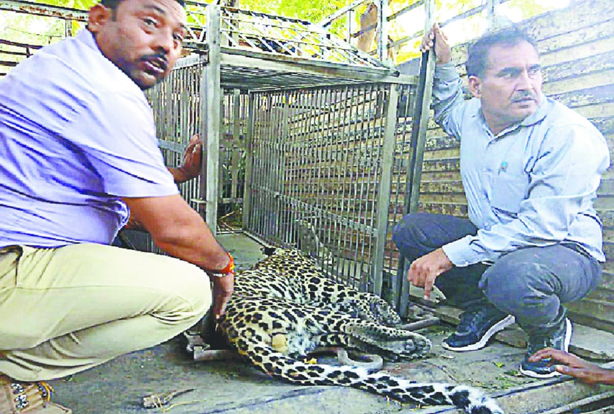 Leopard death in Baghpat and see photos
