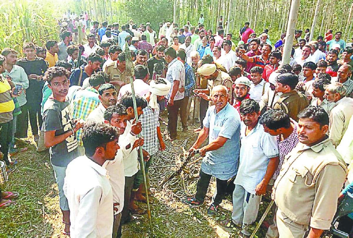 Leopard death in Baghpat and see photos