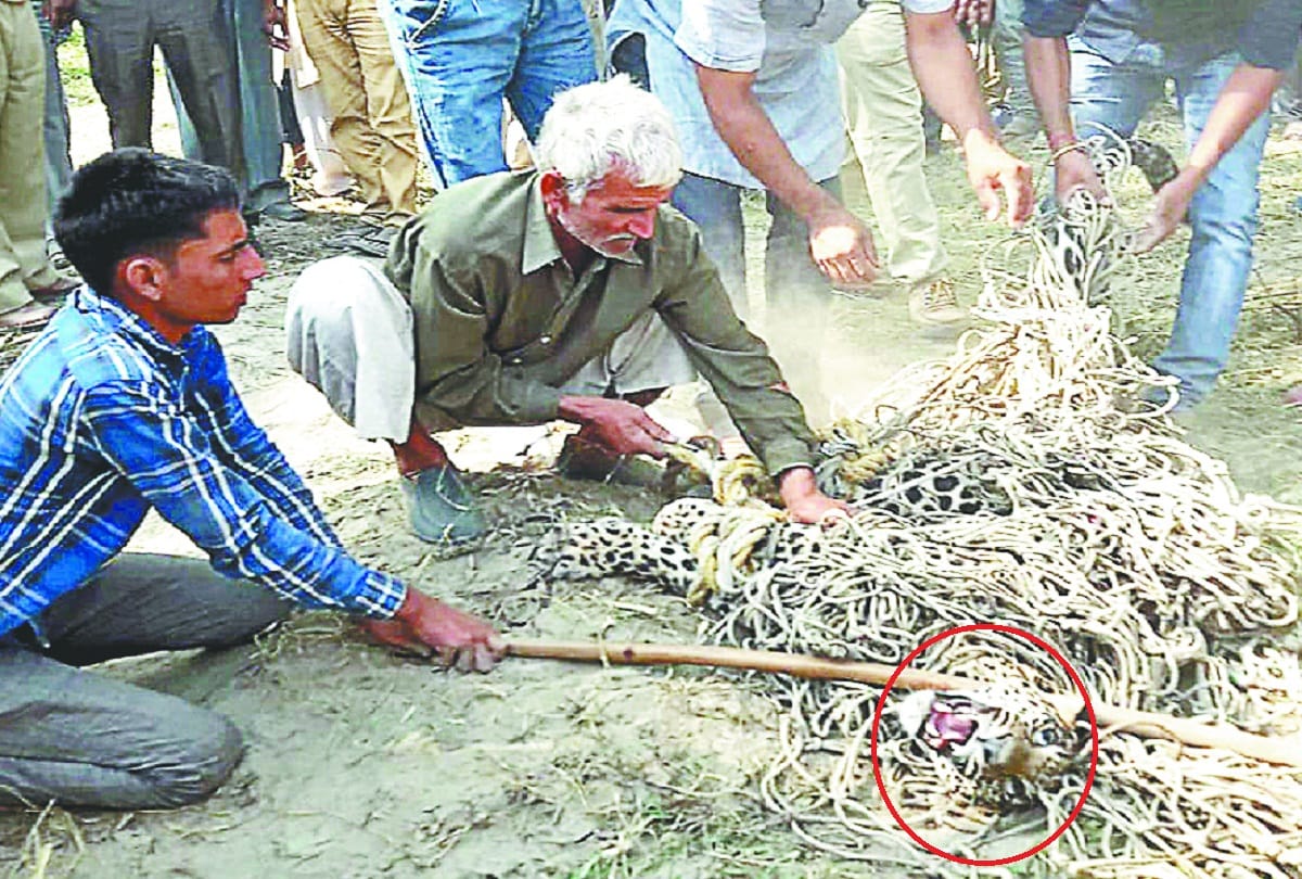 Leopard death in Baghpat and see photos