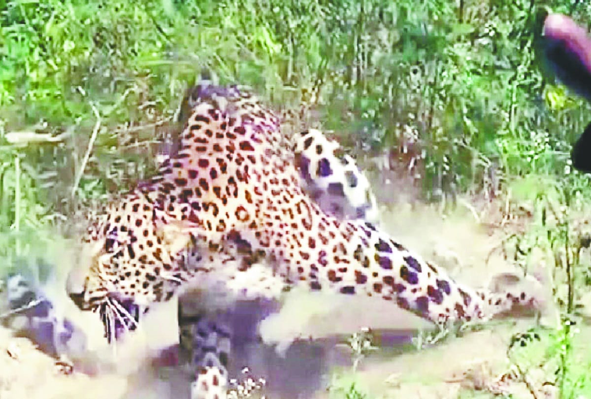 Leopard death in Baghpat and see photos
