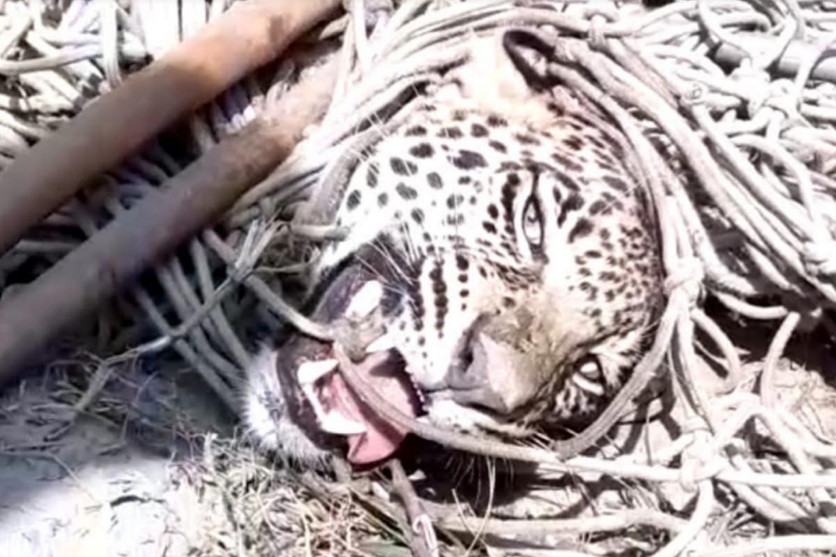 Leopard caught in forest department cage in baghpat up