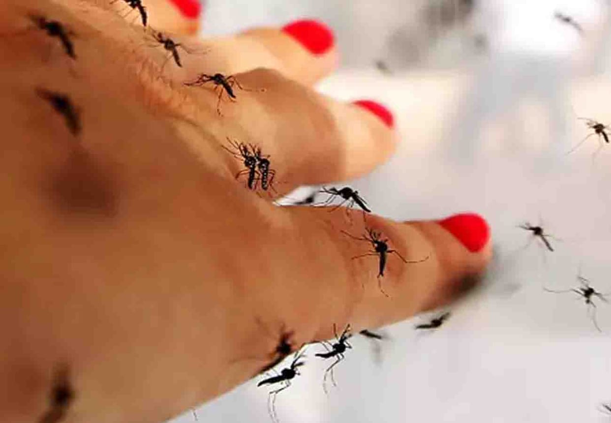 Dengue attack fast, 60 more confirmed patients in kanpur