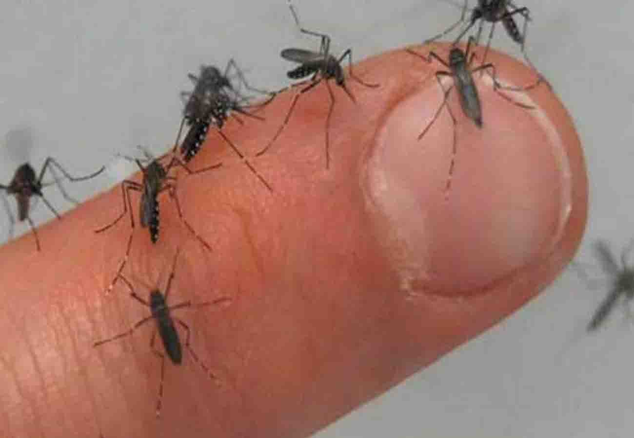 Dengue attack fast, 60 more confirmed patients in kanpur