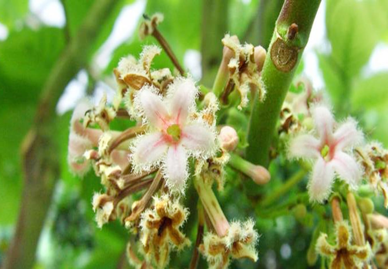 Send photos of Sick Plants Agricultural Scientists will send treatments on Whatsapp
