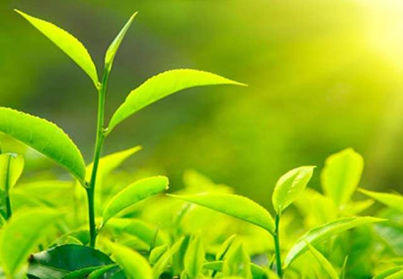Send photos of Sick Plants Agricultural Scientists will send treatments on Whatsapp