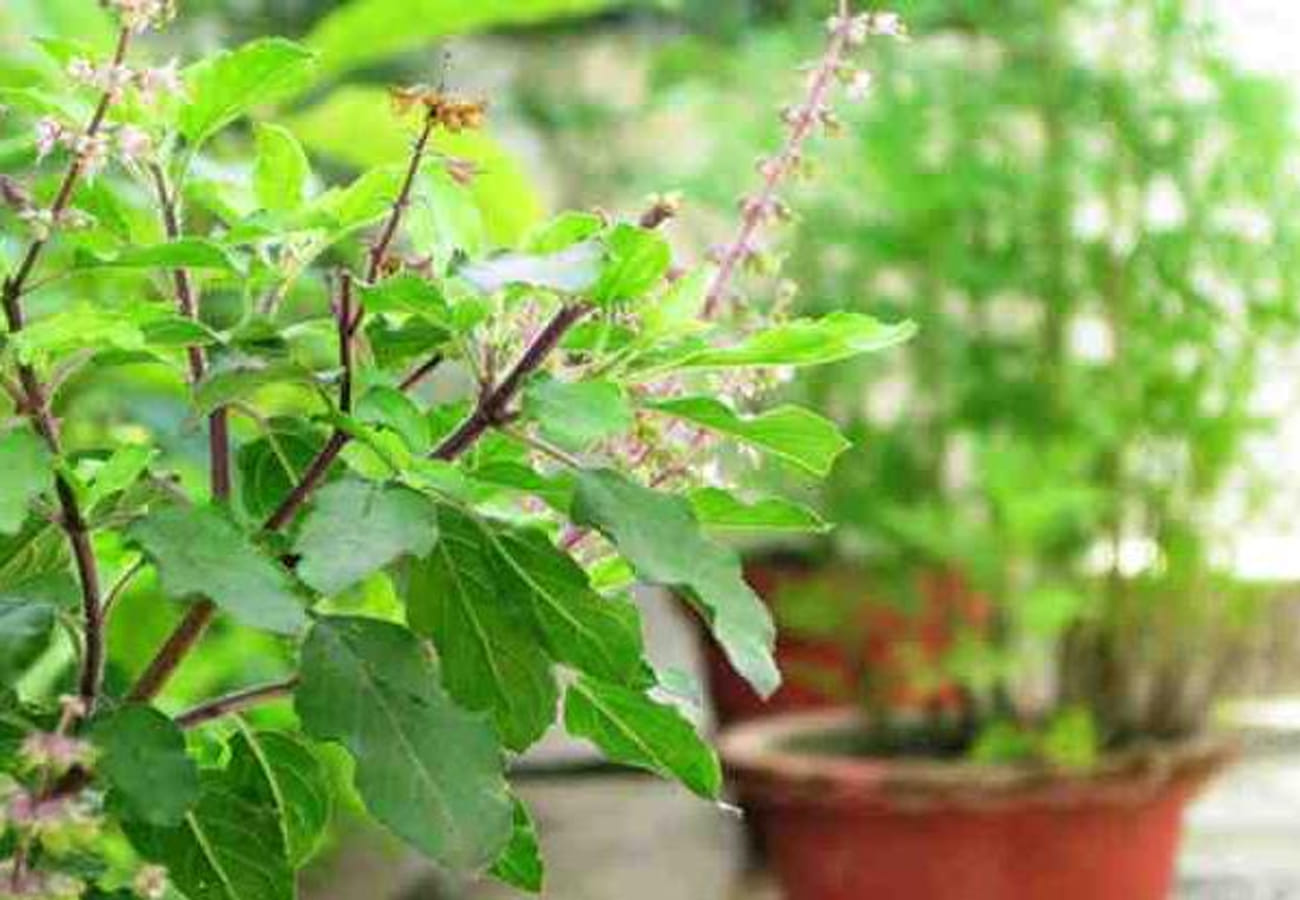 Send photos of Sick Plants Agricultural Scientists will send treatments on Whatsapp