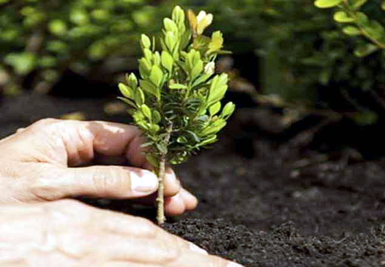 Send photos of Sick Plants Agricultural Scientists will send treatments on Whatsapp