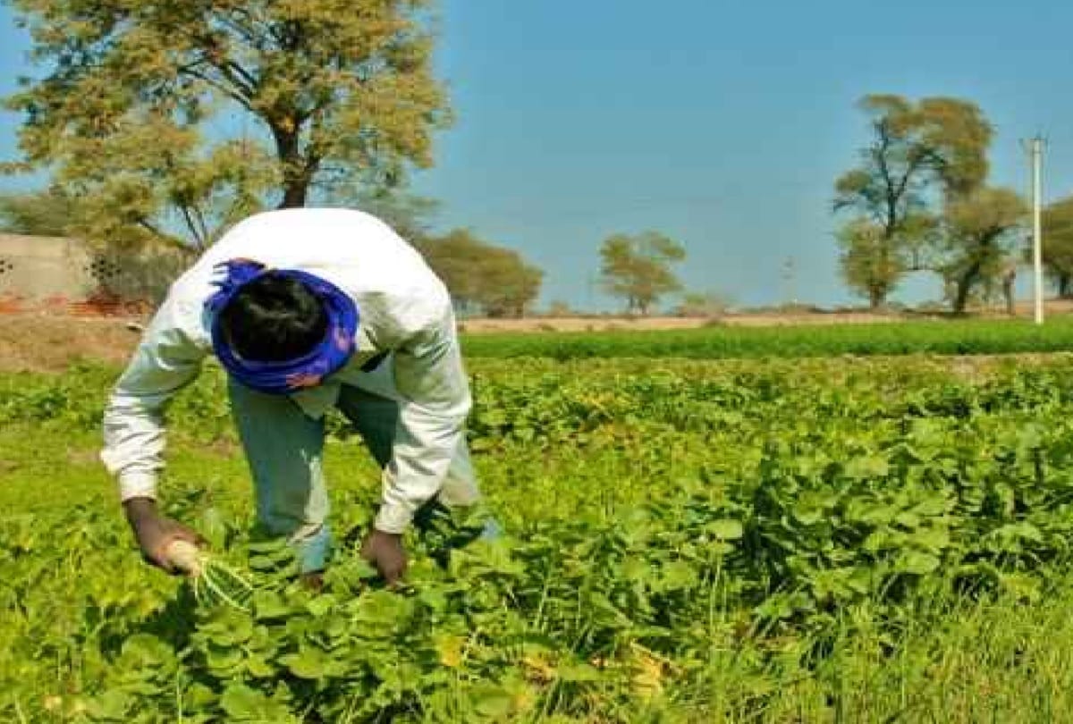 agriculture, jiva amrit beneficial for farming and crops