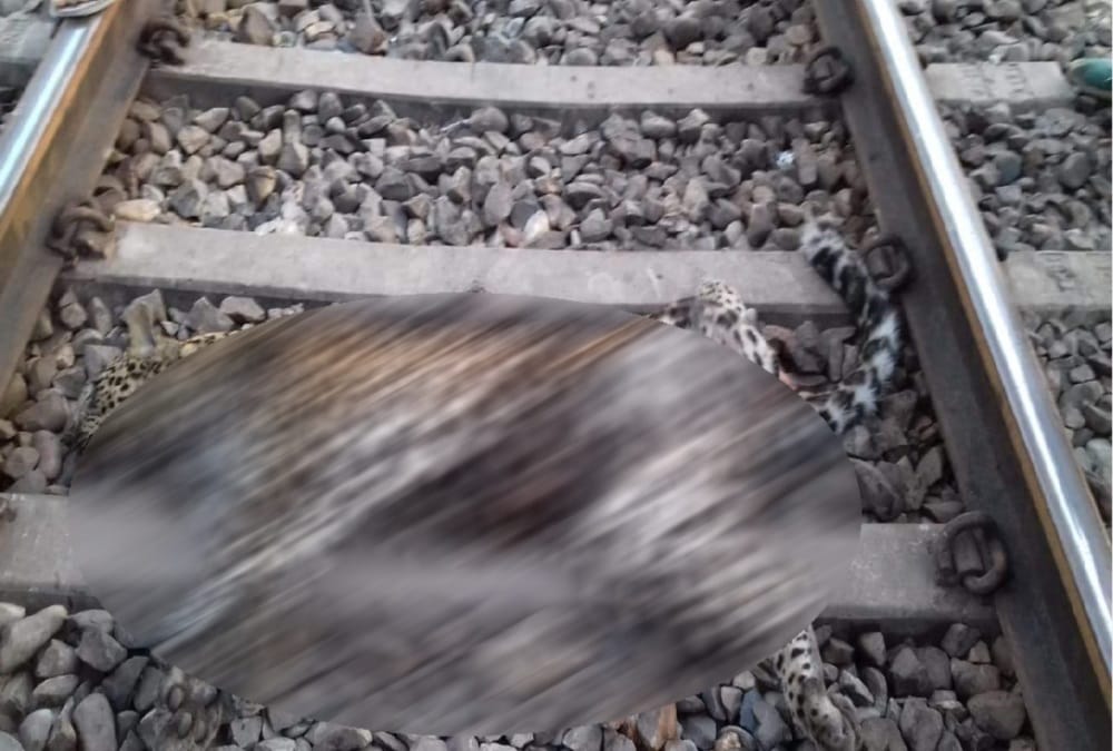 Train Cut Leopard dead body found on track in Haridwar