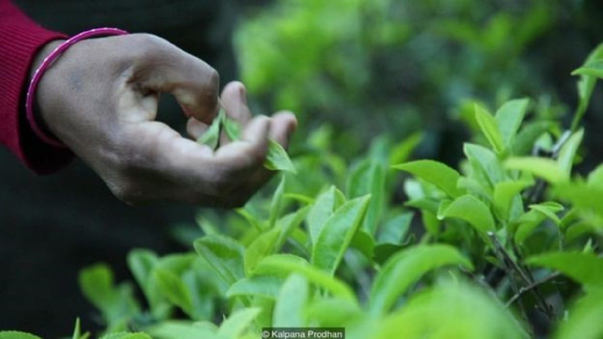 know about most expensive tea silver tips imperial