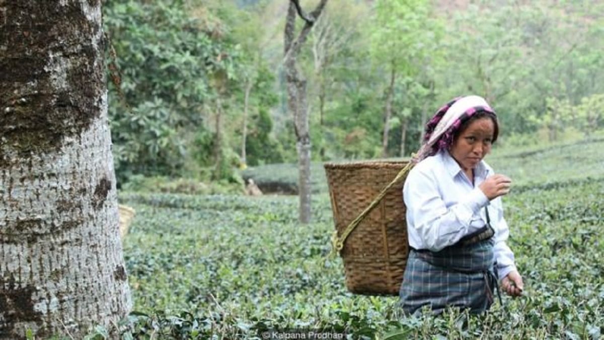 know about most expensive tea silver tips imperial