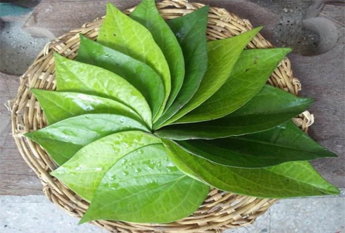 beauty benefits of betel leaves