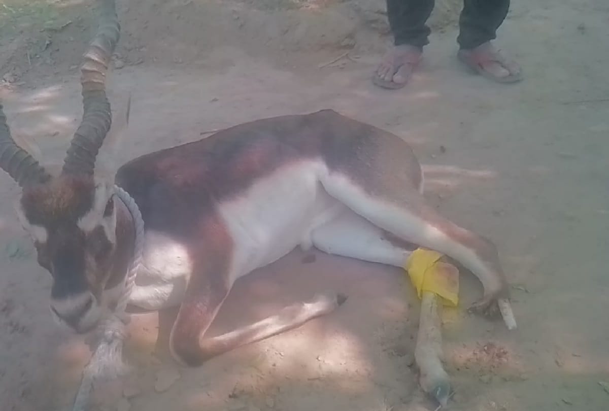 शिकारियों के शिकंजे में फंसे काले हिरण ने तोड़ा दम