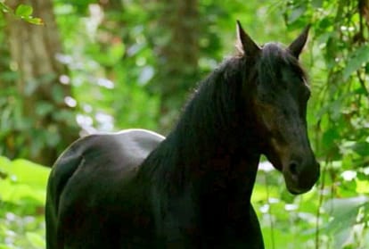 Punjab breeder sold white horse with black color coat, Police Filed Case