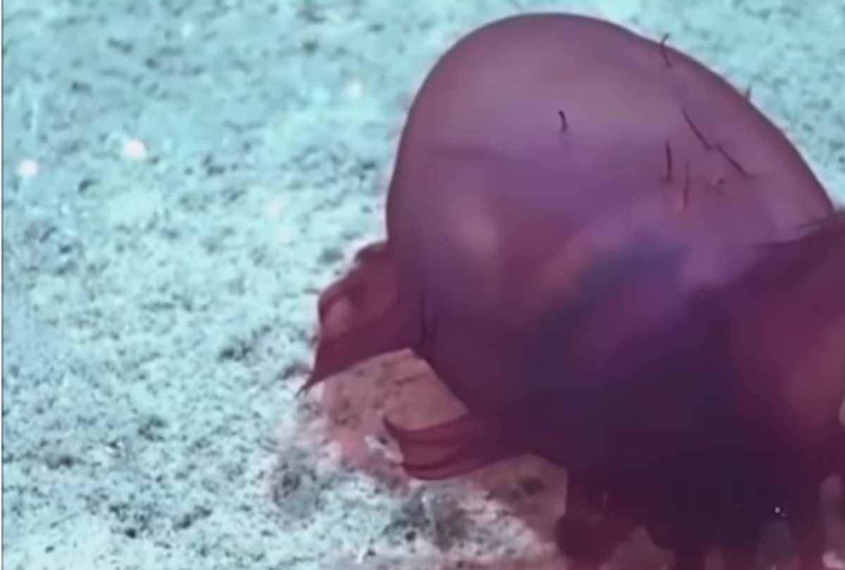 The strange creatures of without head find in Antarctica
