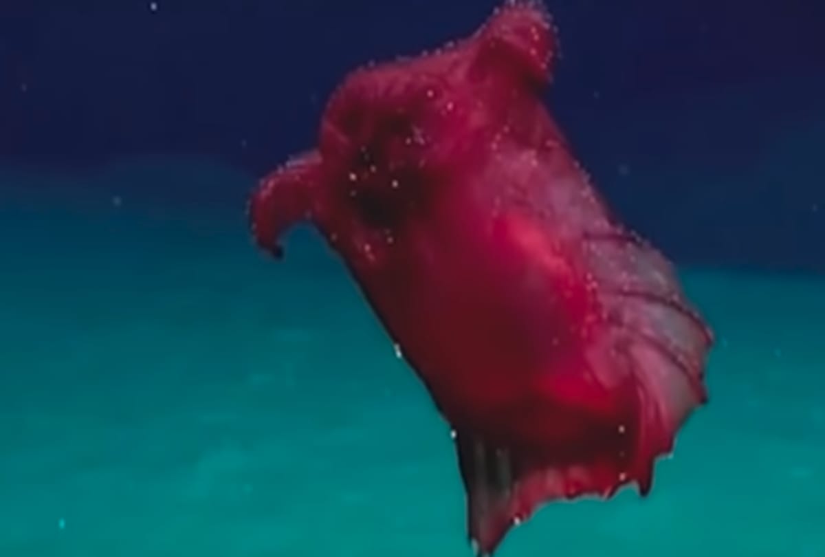 The strange creatures of without head find in Antarctica