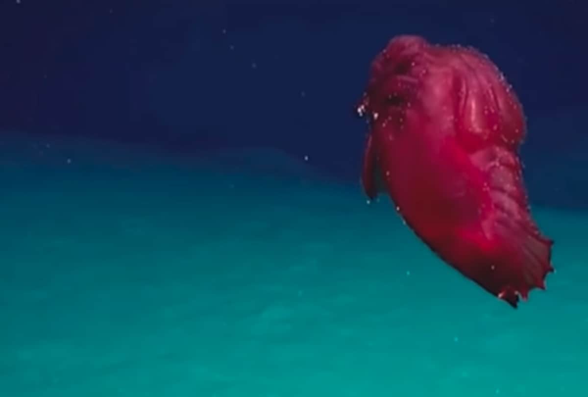 The strange creatures of without head find in Antarctica