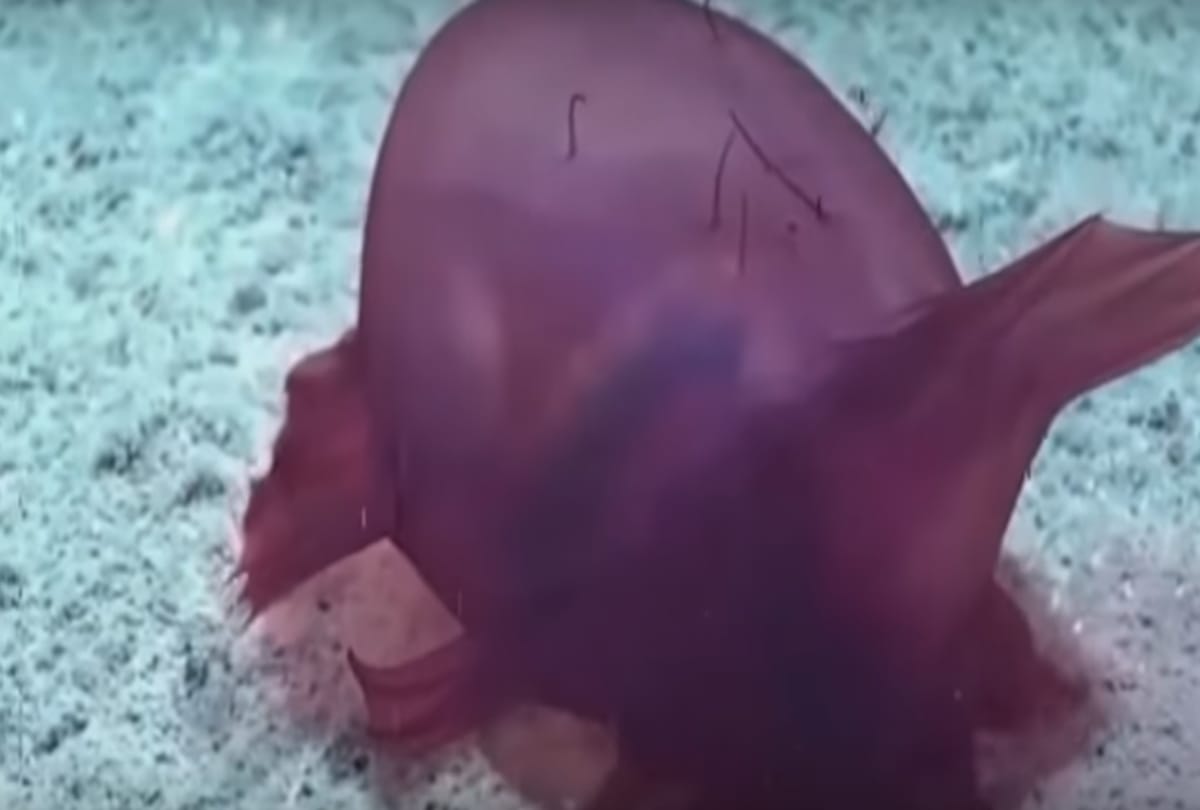 The strange creatures of without head find in Antarctica