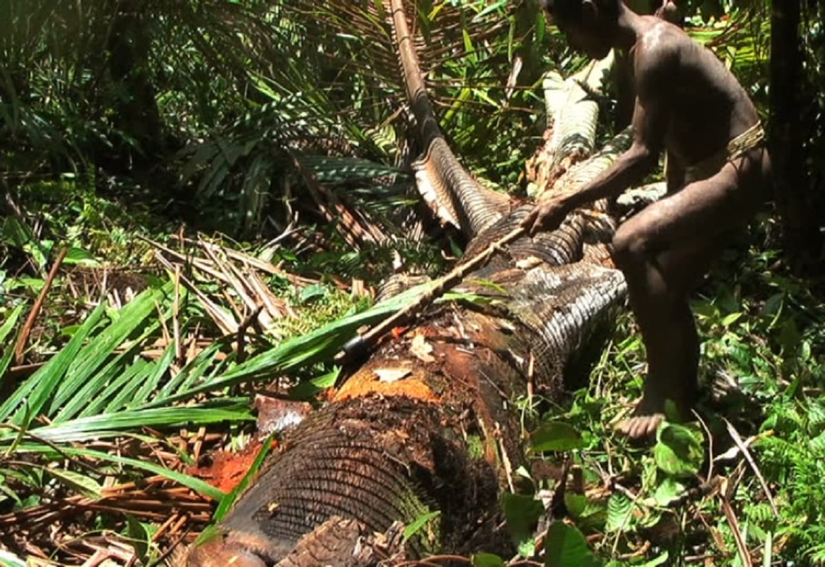 Woman's Finger cut rituals in papua guinea