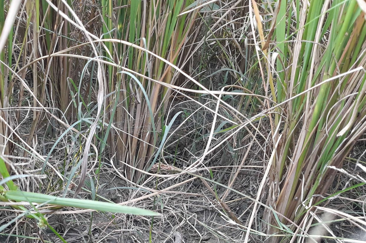 Water not reaching the tail, the crisis on agriculture