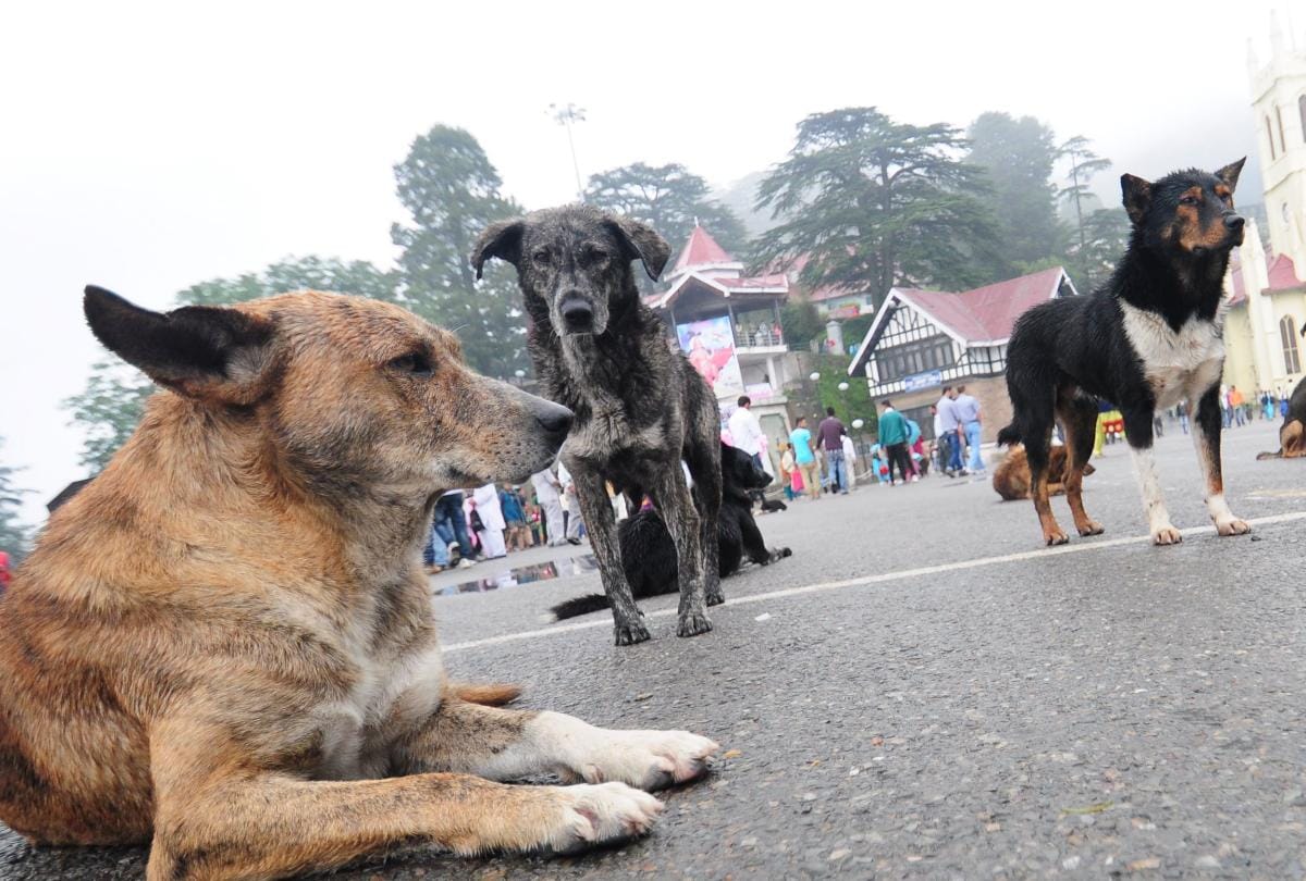 number of dogs on India's streets declined from 1.71 crore in 2012 to 1.53 crore in 2019