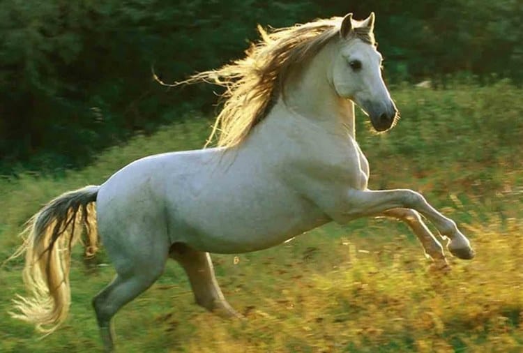 Punjab breeder sold white horse with black color coat, Police Filed Case