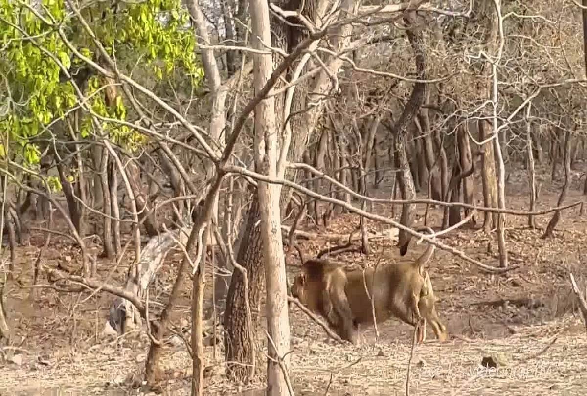 video viral on social media, man puts chicken before lion in Gujarat
