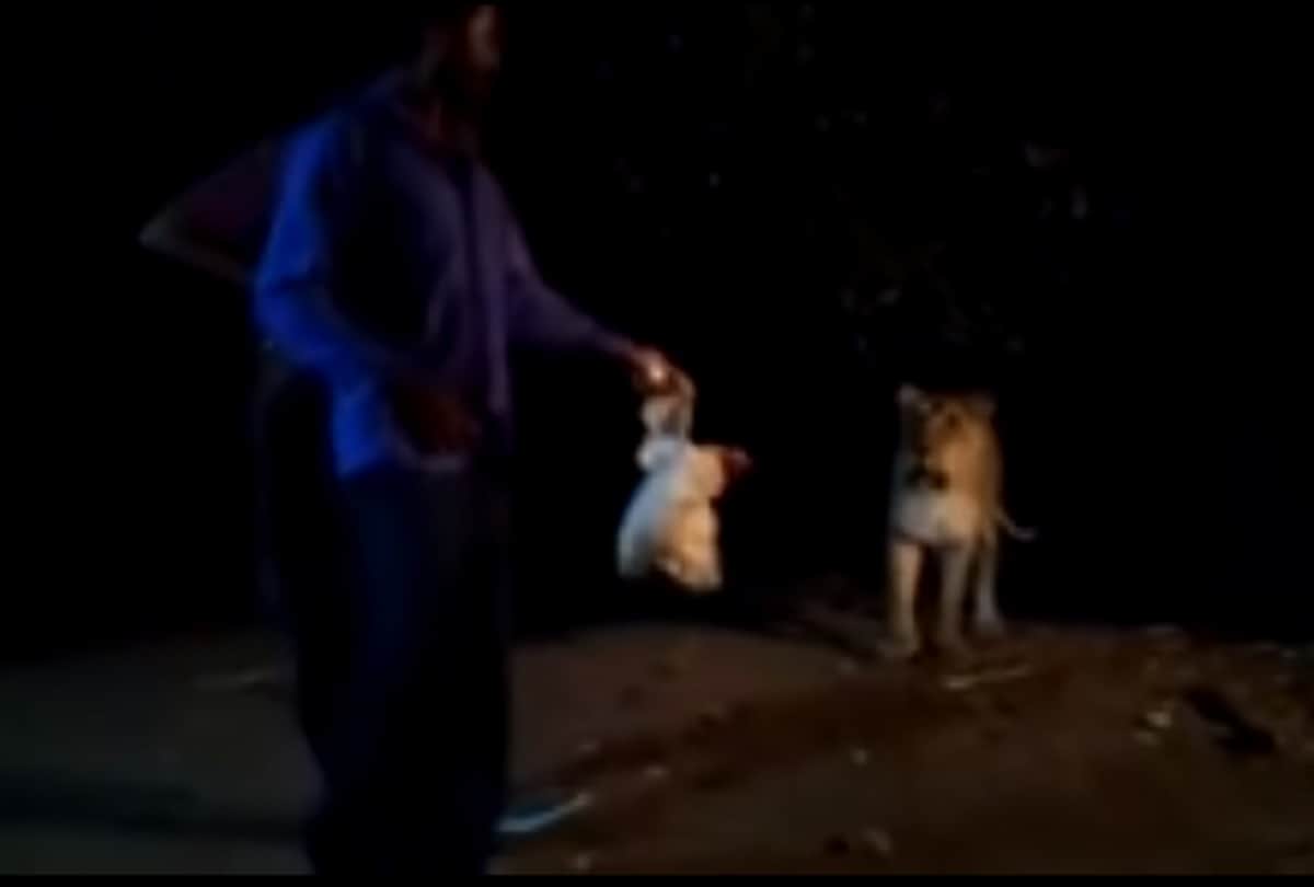video viral on social media, man puts chicken before lion in Gujarat