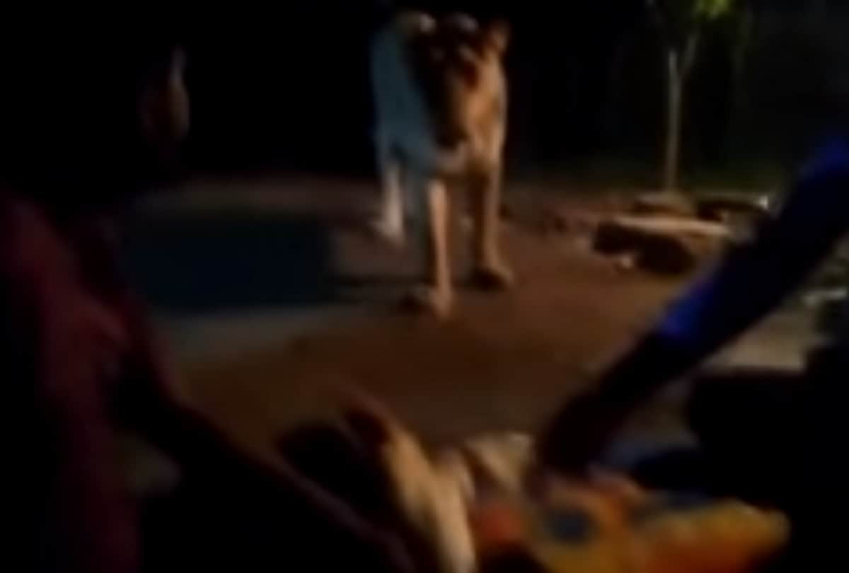 video viral on social media, man puts chicken before lion in Gujarat