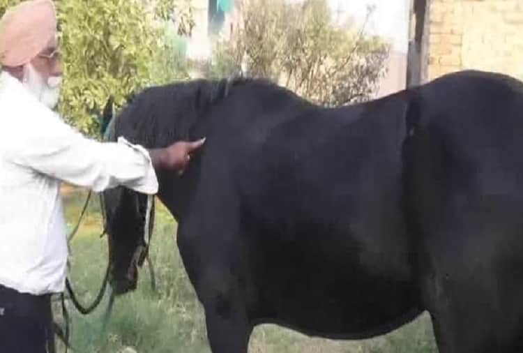 black color to white horse sold in 17 50 lakhs in faridkot