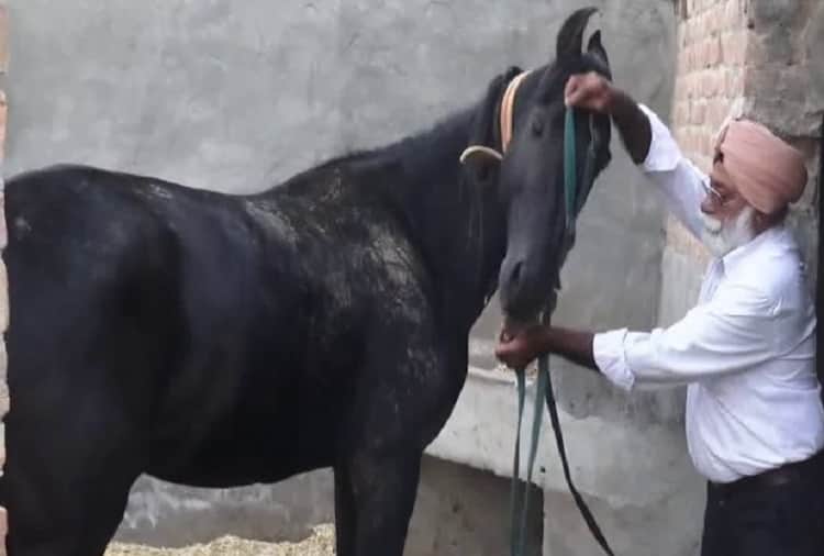 black color to white horse sold in 17 50 lakhs in faridkot