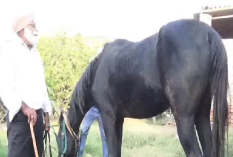 black color to white horse sold in 17 50 lakhs in faridkot