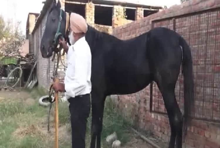 black color to white horse sold in 17 50 lakhs in faridkot