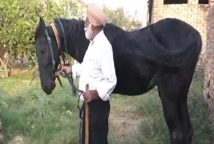 black color to white horse sold in 17 50 lakhs in faridkot