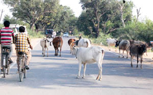 gau sevakk