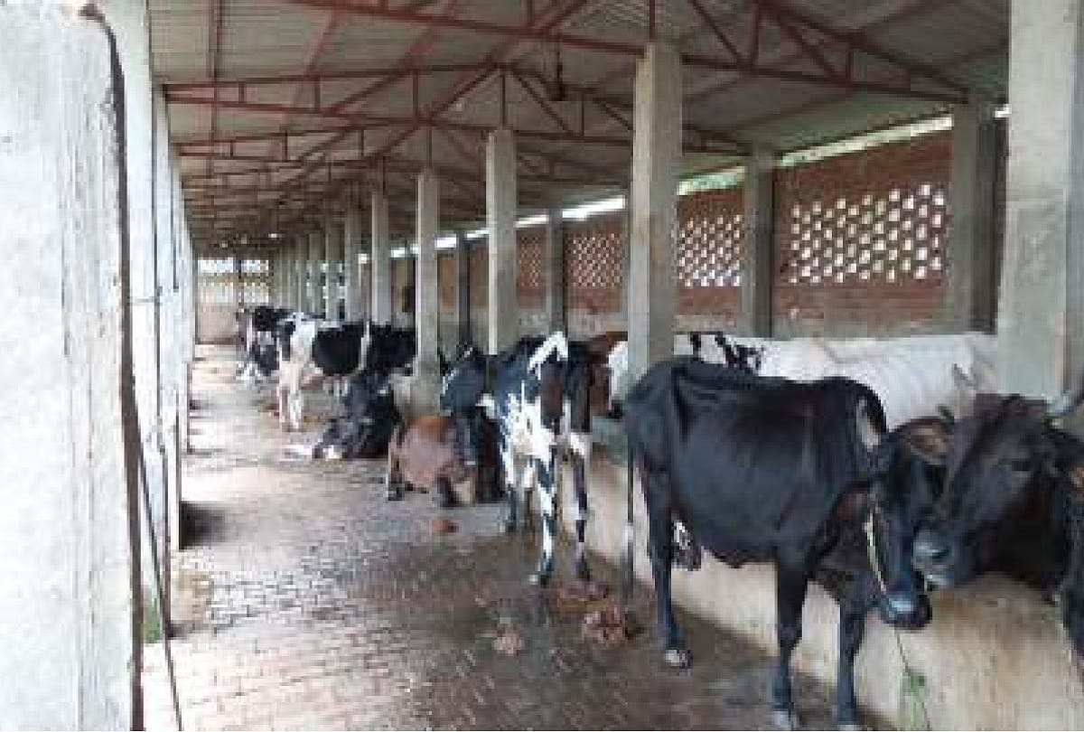 Jammu and Kashmir: The state will become self-sufficient in milk production, 800 dairy units will open this year
