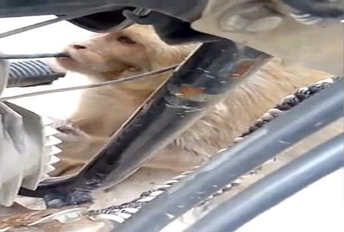 This monkey drinks water instead of petrol