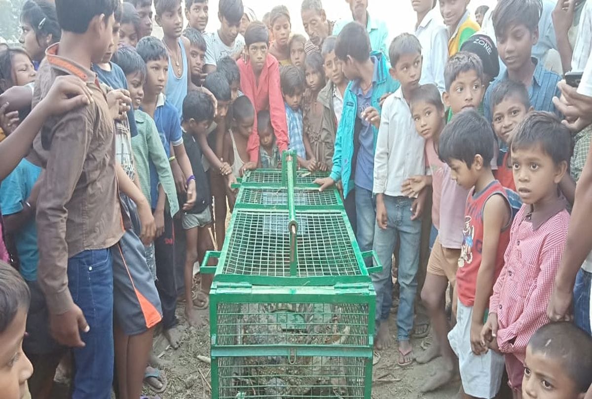 Trapped in crocodile cage