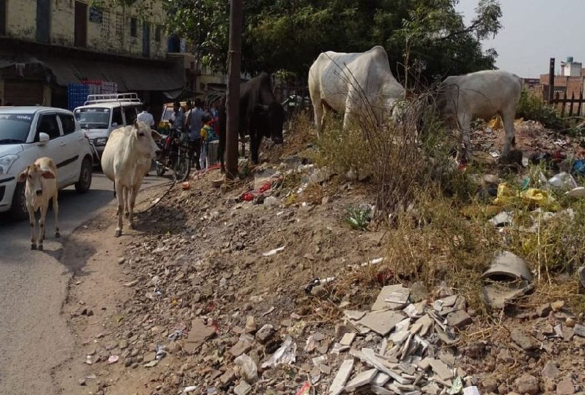 Students were injured due to collision of bull's school van