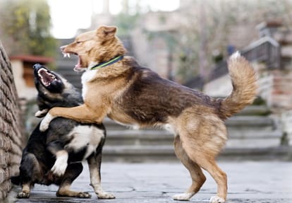 dispute between Two groups of young men due to dogs