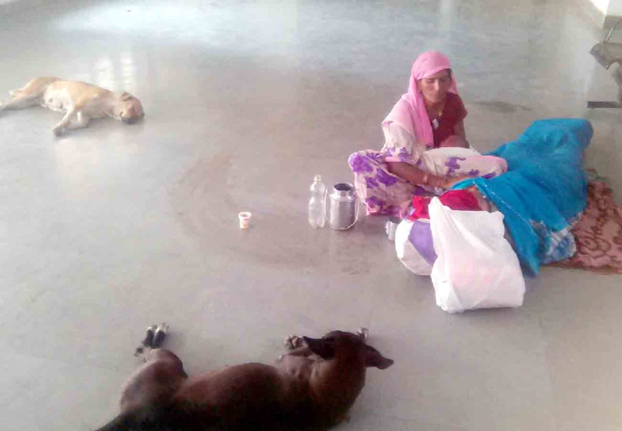 procreative lay down in hospital among dogs